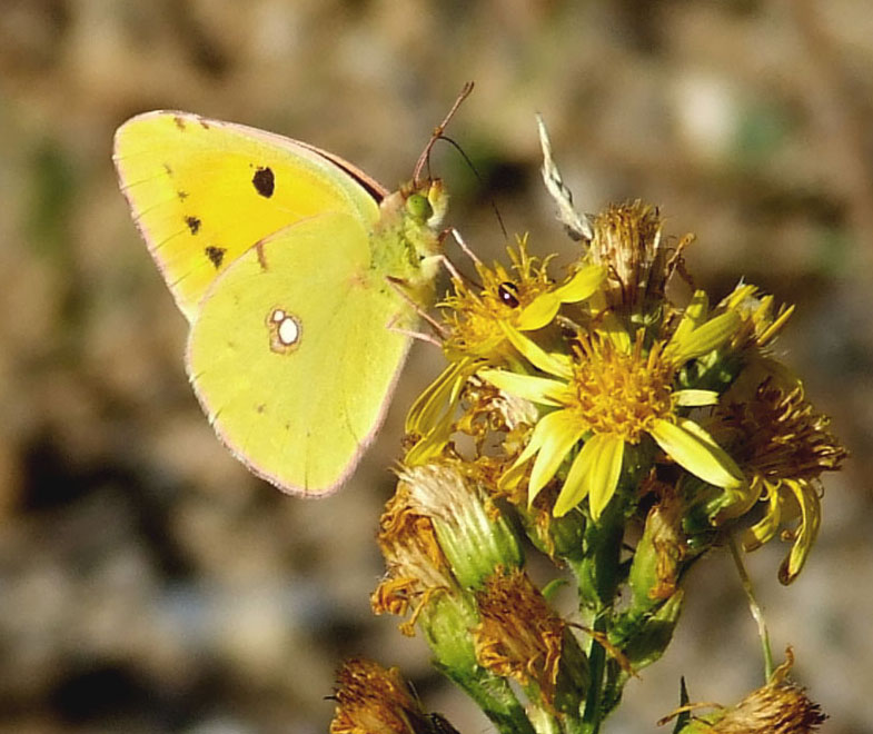 Colias crocea ?